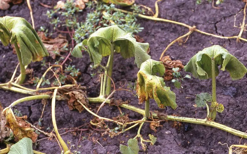 Bacterial Wilt on cucumber plants