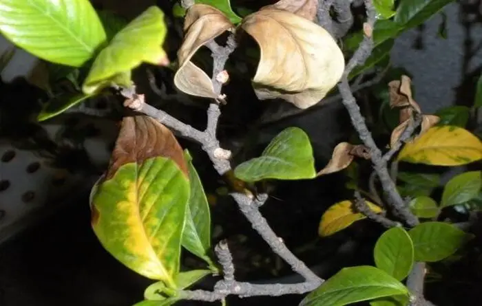 Causes of Jasmine Leaf Fall
