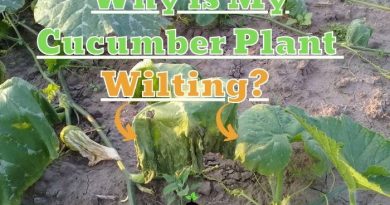 Why is My Cucumber Plant Wilting?