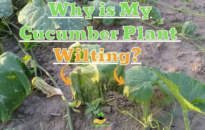 Why is My Cucumber Plant Wilting?