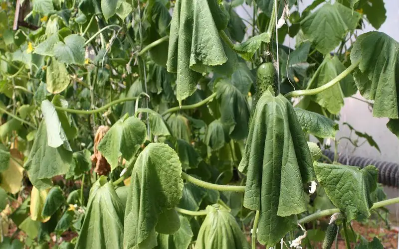 Cucumber Plants Wilting Due to Drought and Heat