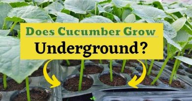 Do Cucumbers Grow Underground