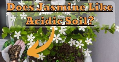 Jasmine Like Acidic Soil