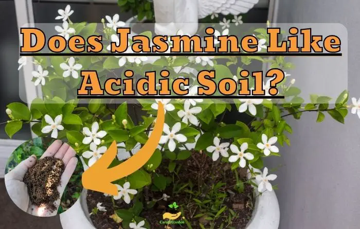 Jasmine Like Acidic Soil