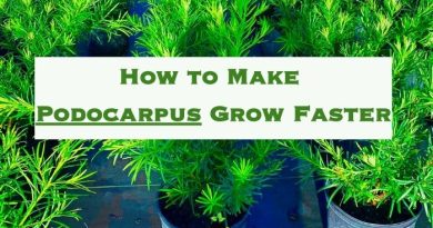 How to Make Podocarpus Grow Faster