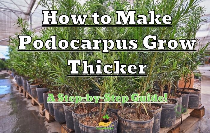 How to Make Podocarpus Grow Thicker