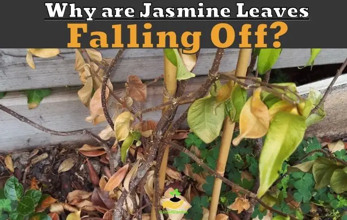 Jasmine Leaves Falling Off