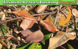 Jasmine Leaves Turning Brown: 6 Expert Reasons Revealed!