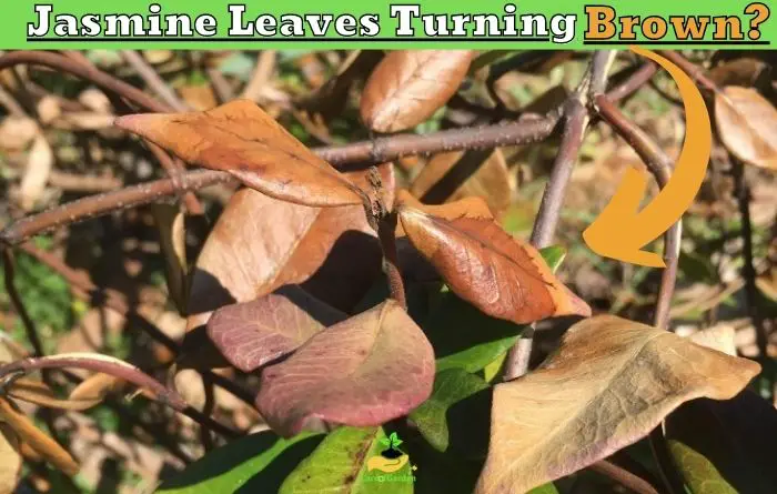 Jasmine Leaves Turning Brown