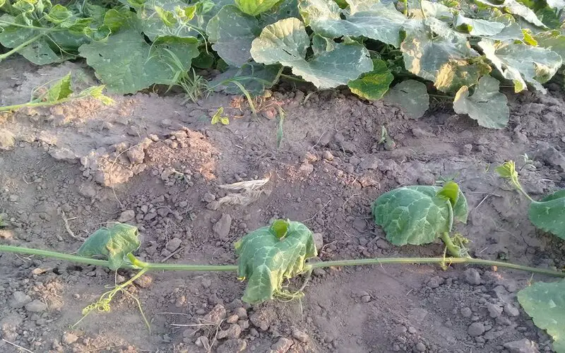lack of water causing cucumber plants to wilt