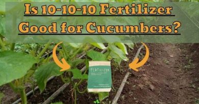 10-10-10 Fertilizer Good for Cucumbers