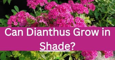 Can Dianthus Grow in Shade