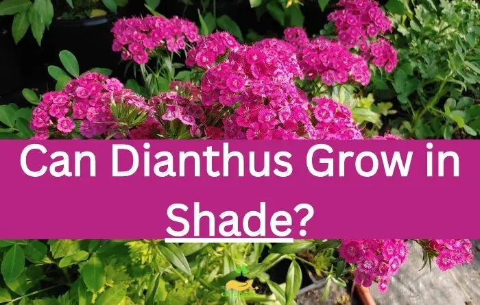 Can Dianthus Grow in Shade