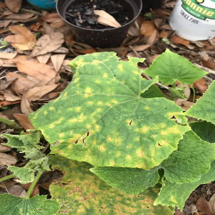 Cucumber Mosaic Virus turning  leaves yellow