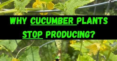 Cucumber Plants Stop Producing
