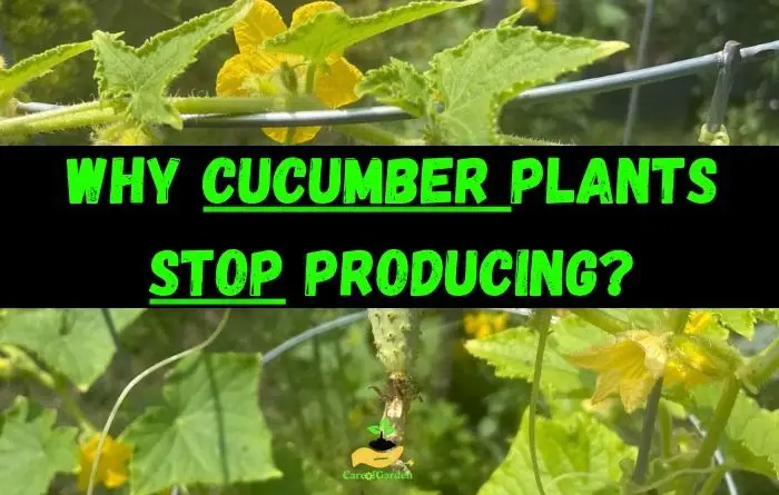 Cucumber Plants Stop Producing