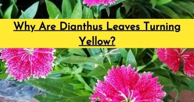 Dianthus Leaves Turning Yellow