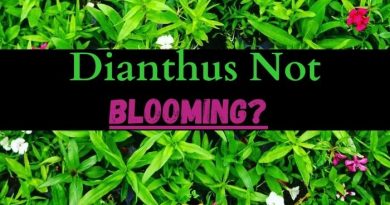 Dianthus Not Blooming dianthus not flowering