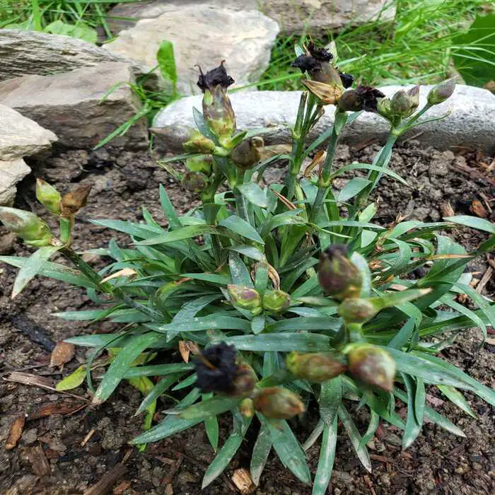 Dianthus not flowering because Nutrient deficiencies