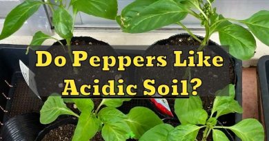 Peppers Like Acidic Soil