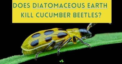Diatomaceous Earth Kill Cucumber Beetles