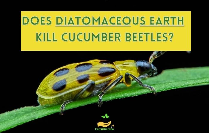 Diatomaceous Earth Kill Cucumber Beetles
