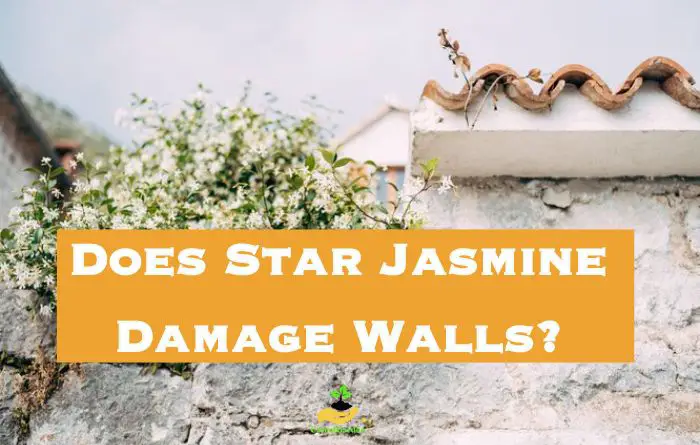Does Star Jasmine Damage Walls