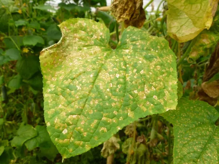 Downy Mildew causing yellow leaves on cucumber