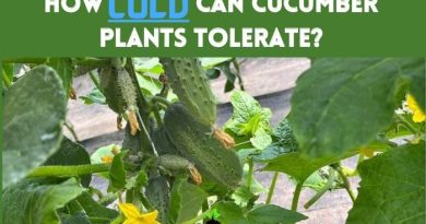 How Cold can Cucumber Plants Tolerate