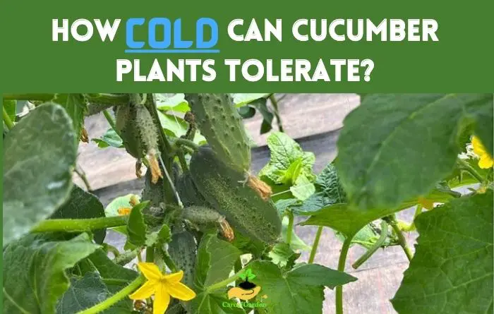 How Cold can Cucumber Plants Tolerate