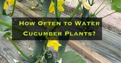 How Often to Water Cucumber Plants