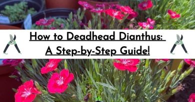 How to Deadhead Dianthus