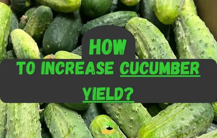 How to Increase Cucumber Yield