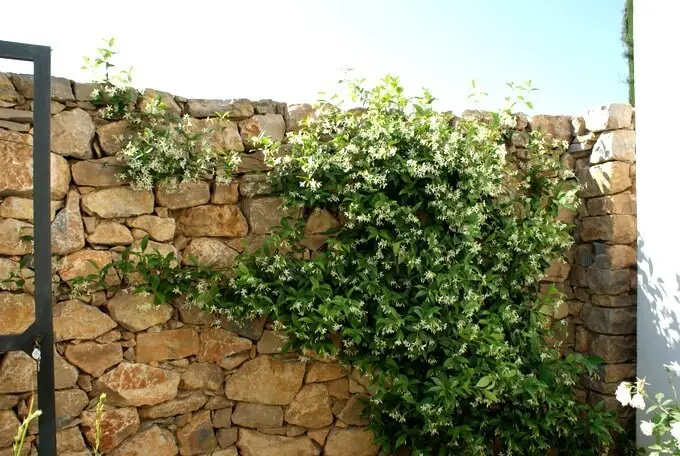 Impact of Star Jasmine on Walls