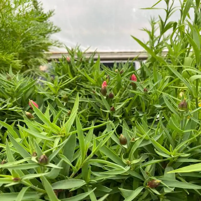 Incorrect Pruning or Deadheading Techniques for dianthus preventing blooming