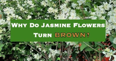 Jasmine Flowers Turn Brown