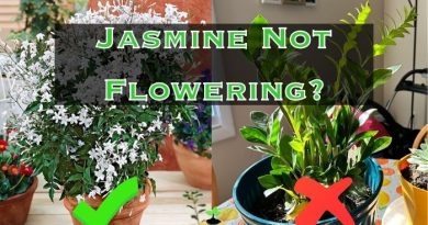 Jasmine Not Flowering