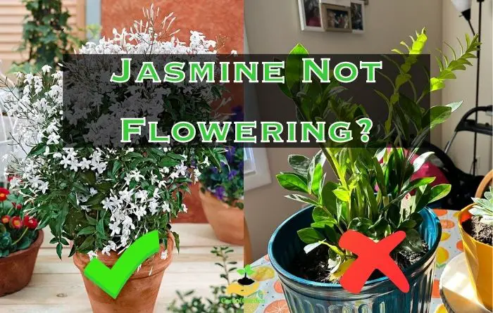 Jasmine Not Flowering
