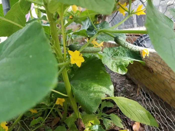 Lack of Pollination causing cucumber plant stopped producing