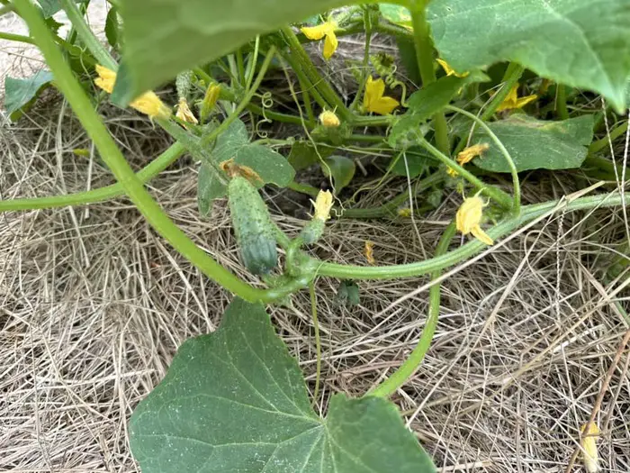 cucumber stopped produce 