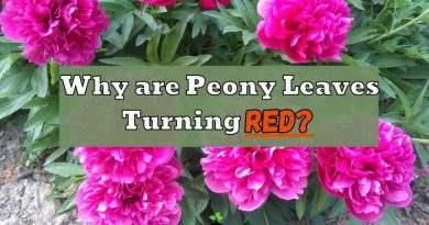 Peony Leaves Turning Red