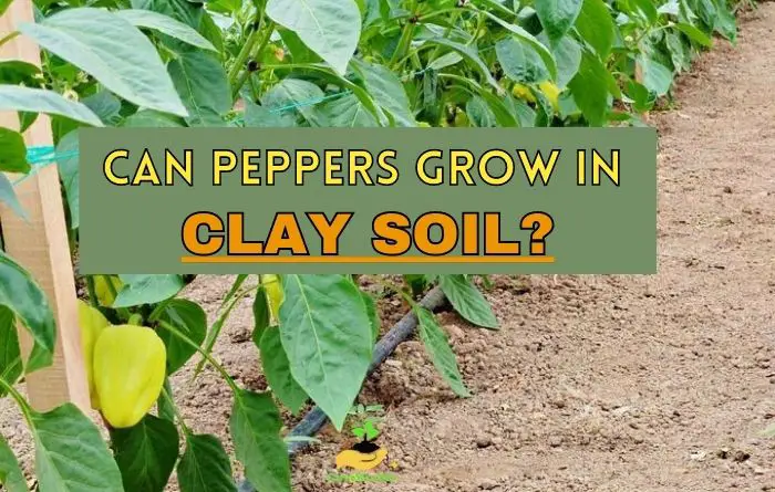 Peppers Grow in Clay Soil