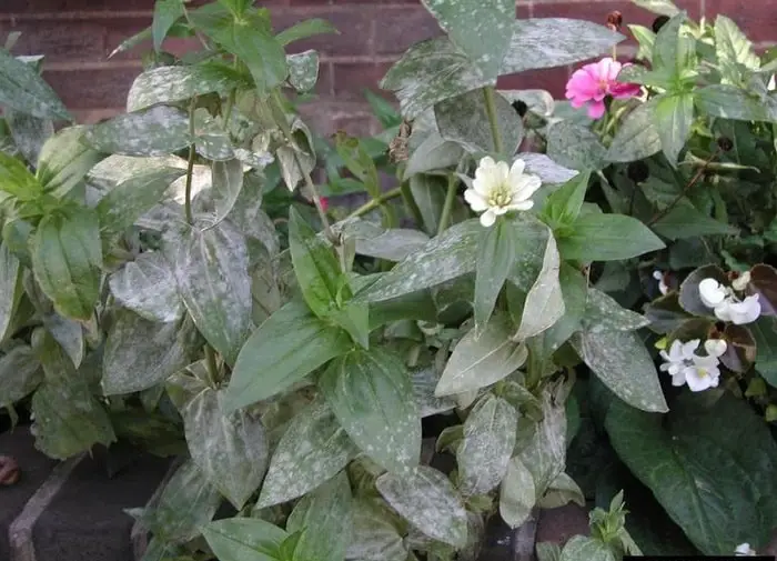 Powdery Mildew on leaves