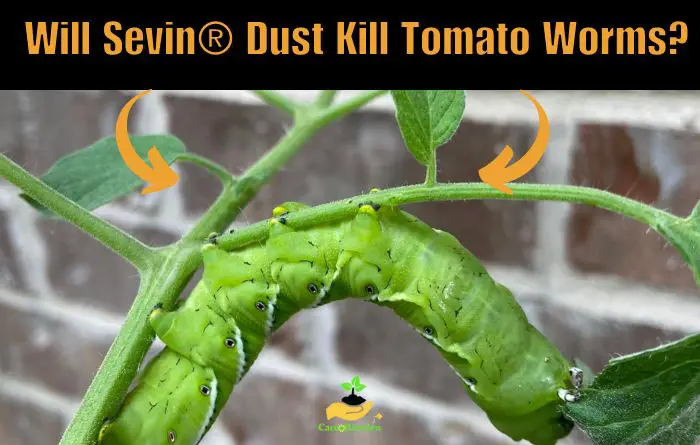 Sevin Dust Kill Tomato Worms