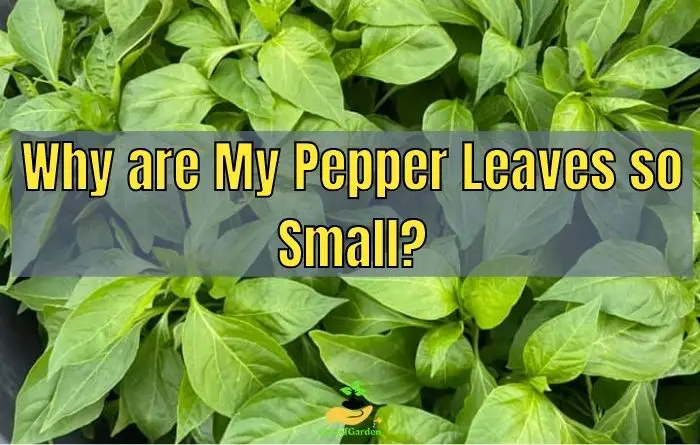 Why are Pepper Leaves so Small