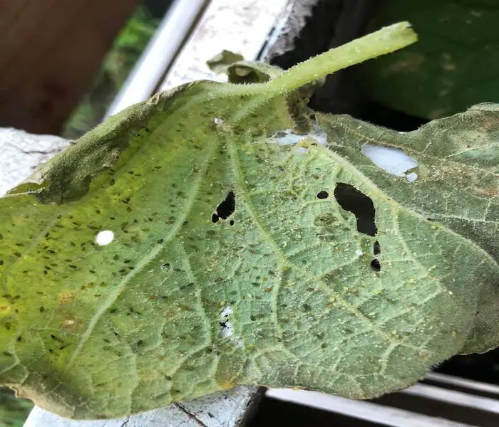 aphids causing yellow leaves on cucumber