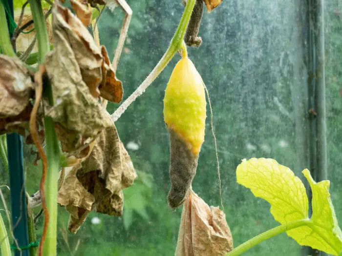 fusarium wilt causing cucumber leaves to turn yellow