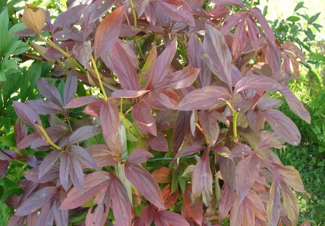 red leaves on peonies caused by phosphorous deficiency