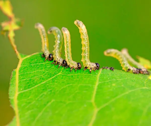 sawfly larvae causing holes in geranium leaves
