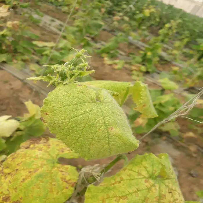 spider mites attack cucumber yellow leaves